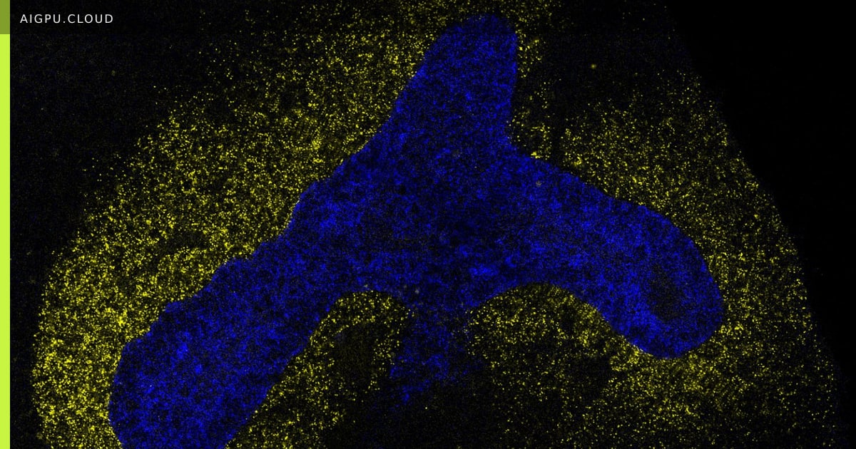 Illustration of a branching lung organoid used in the IRIS study